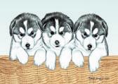 Malamute Puppies